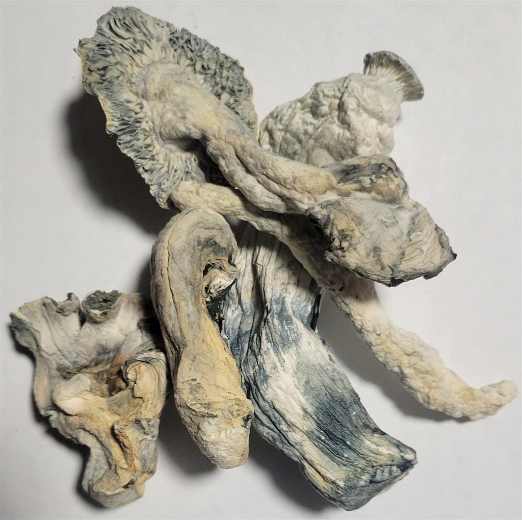 True Albino Teacher (TAT)